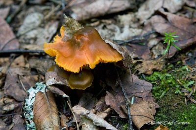 IMG_1905-mushroom.jpg