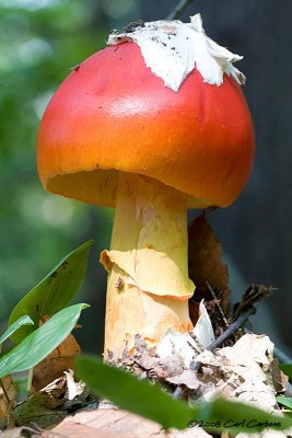 IMG_1677-mushroom.jpg