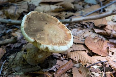 IMG_1717-mushroom.jpg