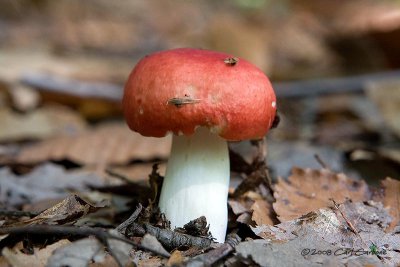 IMG_1721-mushroom.jpg