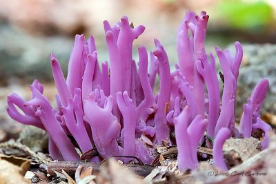IMG_1725-purple_coral.jpg