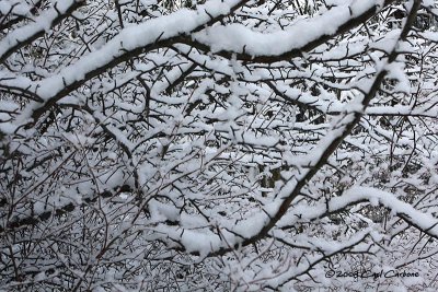 IMG_2804-snowbranches.jpg