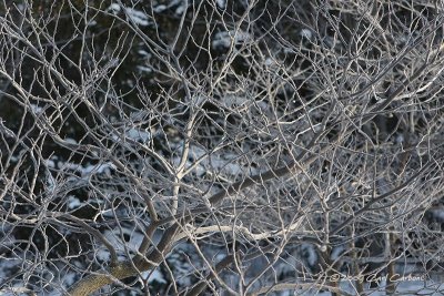 IMG_2869-frosty_branches.jpg