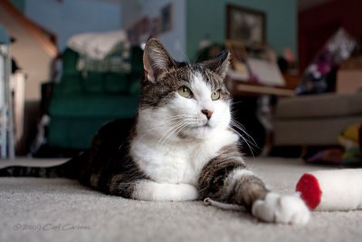 Photogenic Puddin