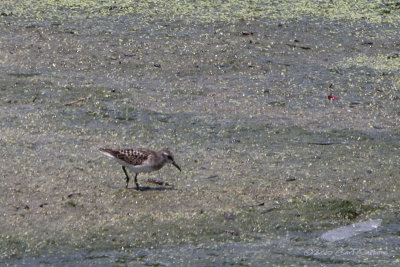 _MG_9377-Least_Sandpiper.jpg