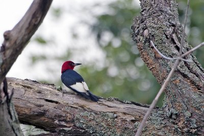 _MG_9482-Red-headed_Woodpecker.jpg
