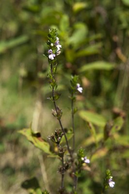 _MG_1555.jpg