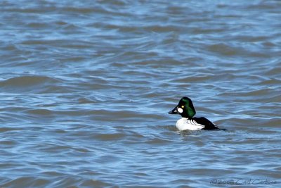 Common Goldeneye