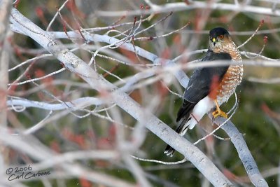 Sharp-Shinned Hawk