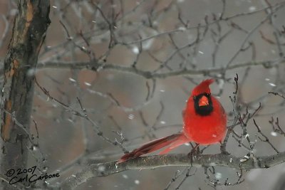 Northern Cardinal