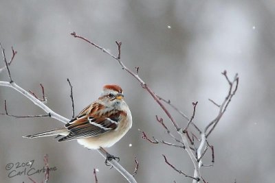 American Tree Sparrow