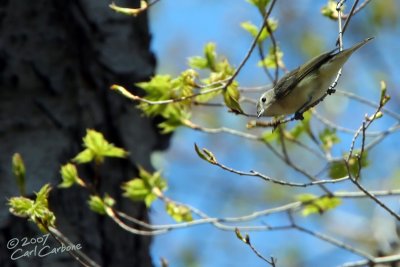 Warbling Vireo