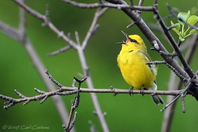 Blue-Winged Warbler