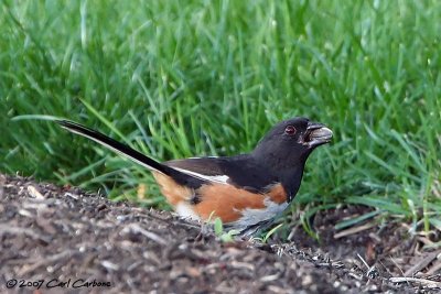 Eastern Towhee