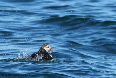 Atlantic Puffin