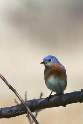 Eastern Bluebird