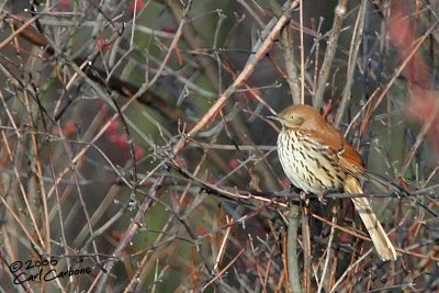 Brown Thrasher