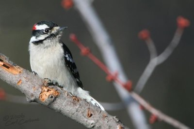 Downy Woodpecker