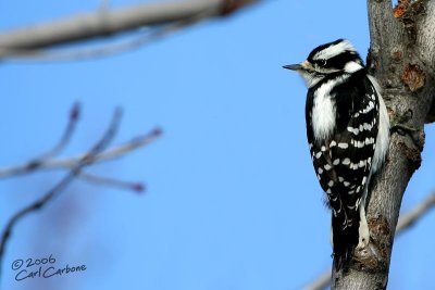 Downy Woodpecker