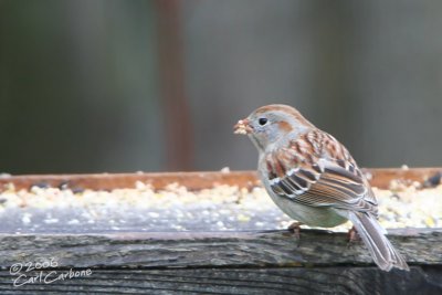 Field Sparrow