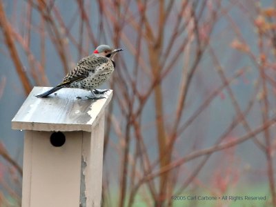 Northern Flicker