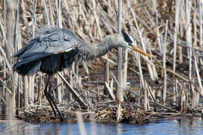 Great Blue Heron