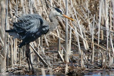 Great Blue Heron