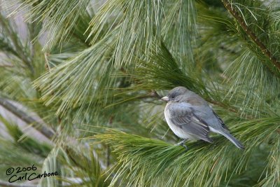 Dark-Eyed Junco