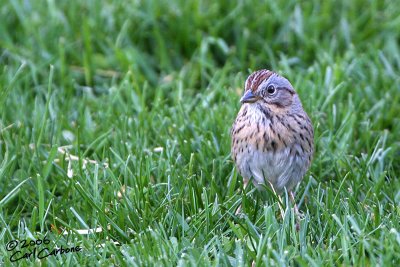 Lincolns Sparrow