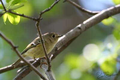 Ruby-Crowned Kinglet