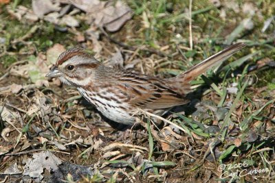 Song Sparrow