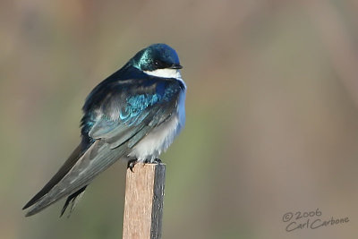 Tree Swallow