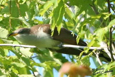 Yellow-Billed Cuckoo