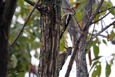 Yellow-Bellied Sapsucker