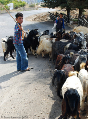 Sheeps in Faytroun