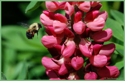Floating bee