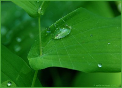 Water drop trapped under the web