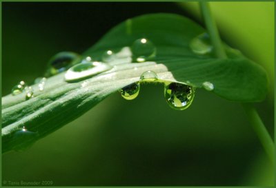Reflection in water drops