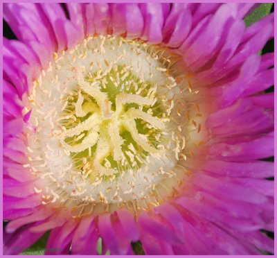 Reminds me of an anemone