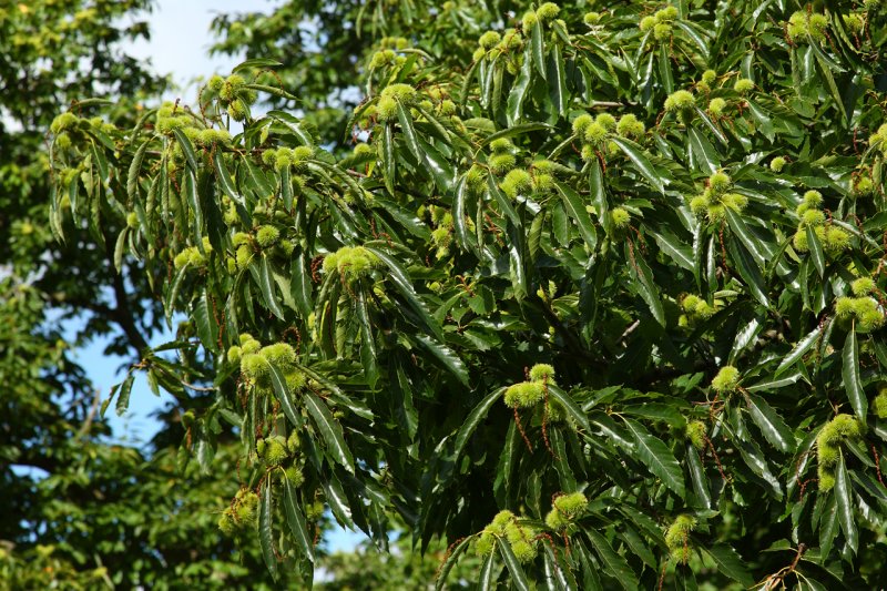 Chestnuts