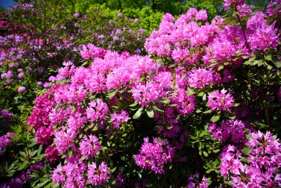 Rhododendrons Again