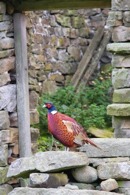 Pheasant