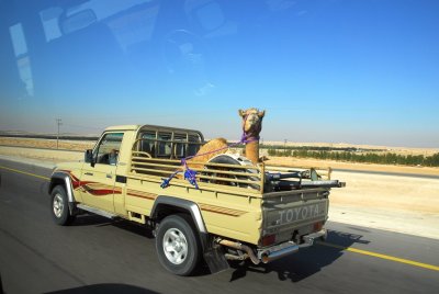 camel to drive