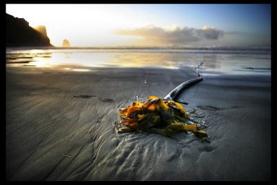 Kelp, Morro Bay, CA