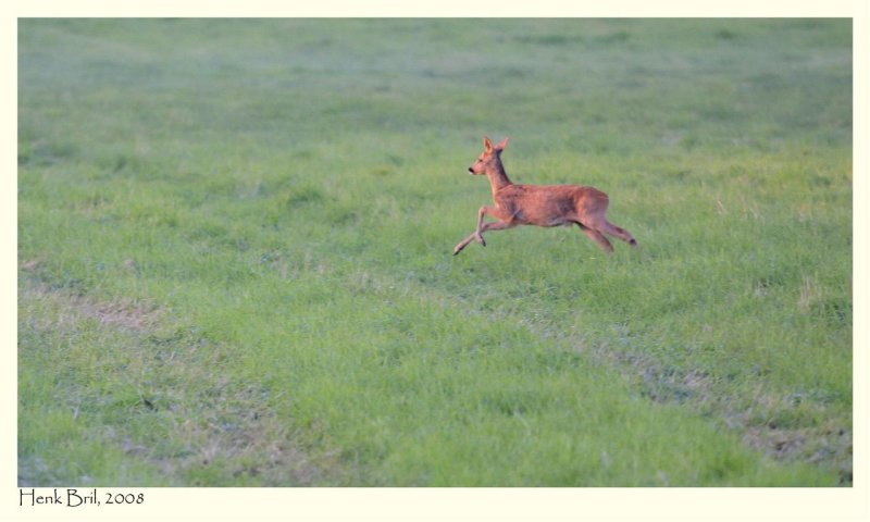 Small Deer in the IJzerenbos