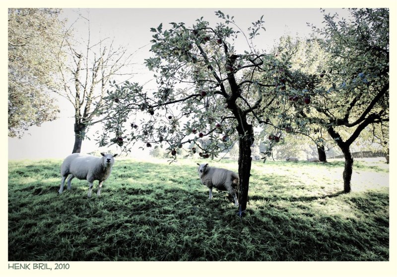 Sheep in Strucht