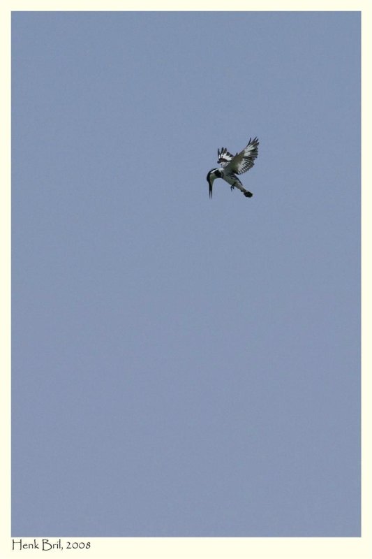 Preying King Fisher above the Nile