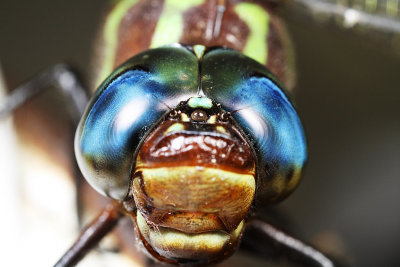 macro post 3.jpg