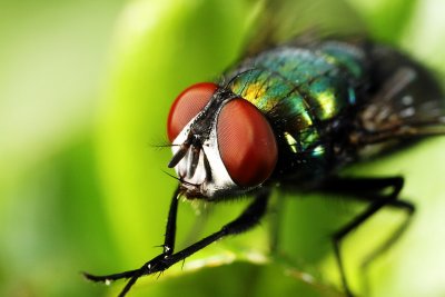 macro post 7.jpg
