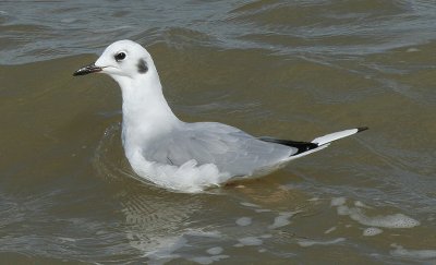 Bonaparte's Gull